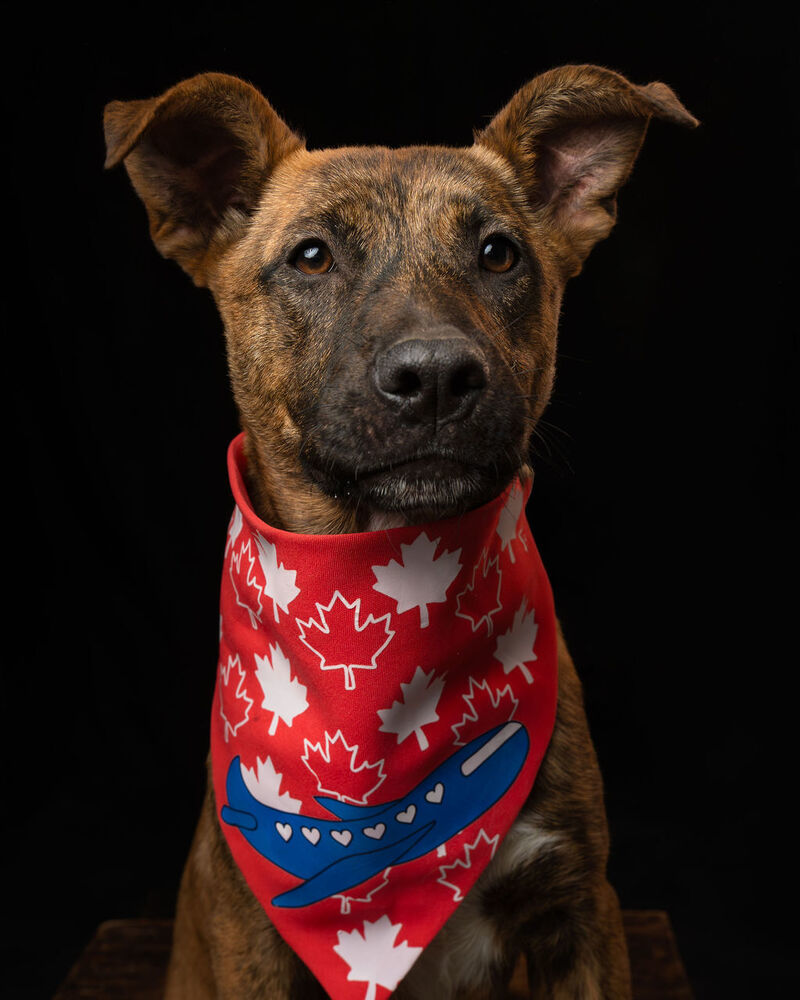 IRIS, an adoptable Plott Hound in Langley, BC, V2Y 3K1 | Photo Image 3