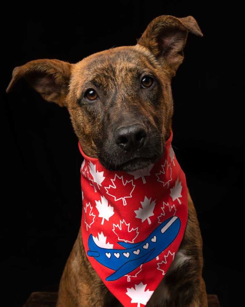 IRIS, an adoptable Plott Hound in Langley, BC, V2Y 3K1 | Photo Image 4
