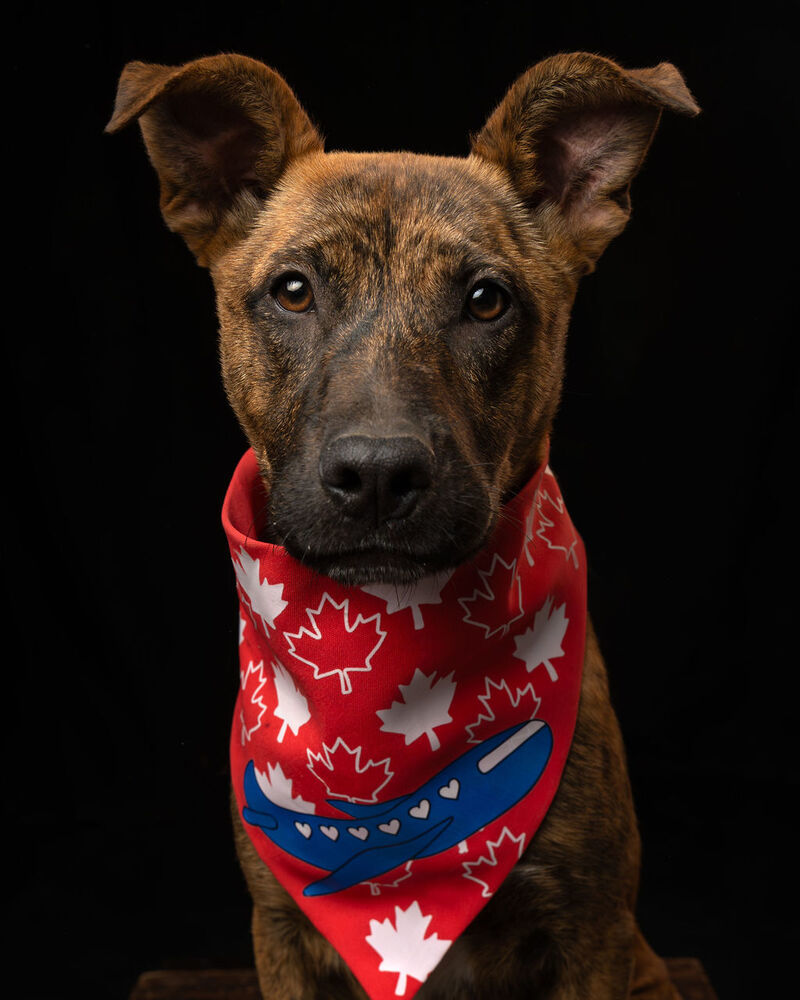IRIS, an adoptable Plott Hound in Langley, BC, V2Y 3K1 | Photo Image 5