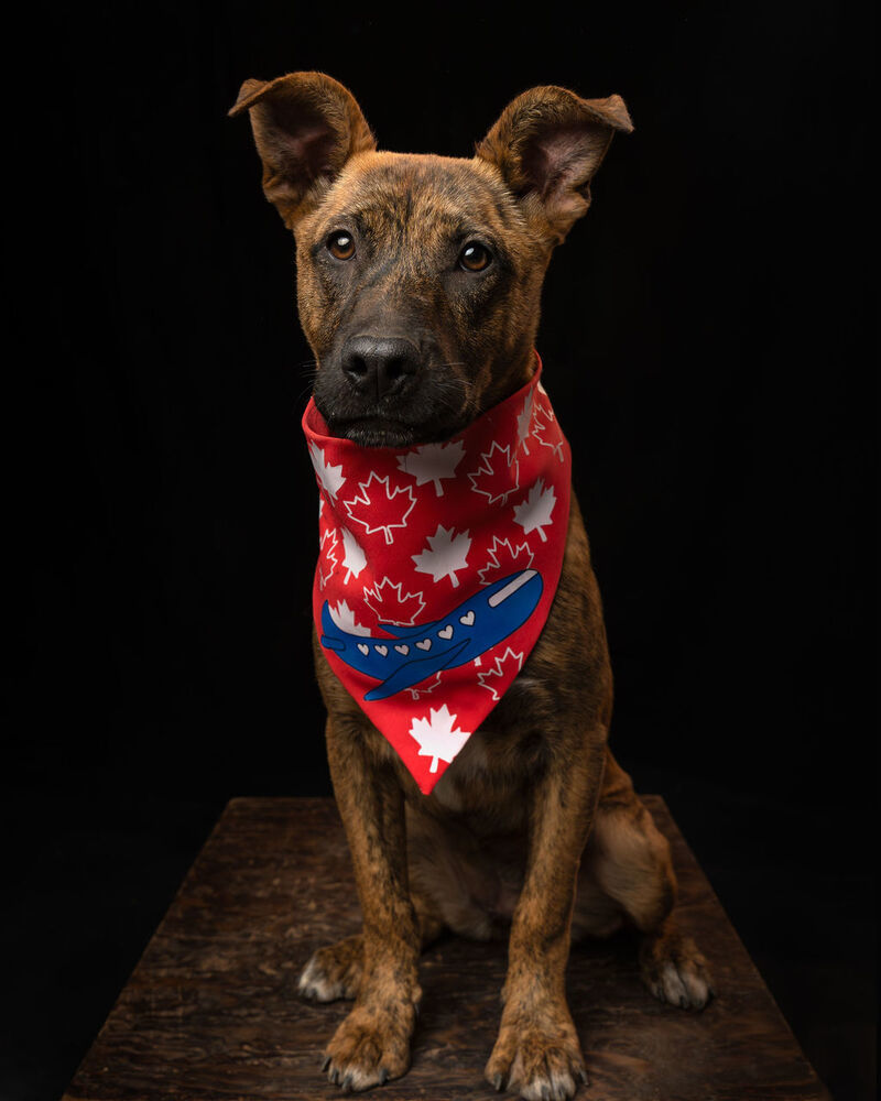 IRIS, an adoptable Plott Hound in Langley, BC, V2Y 3K1 | Photo Image 6