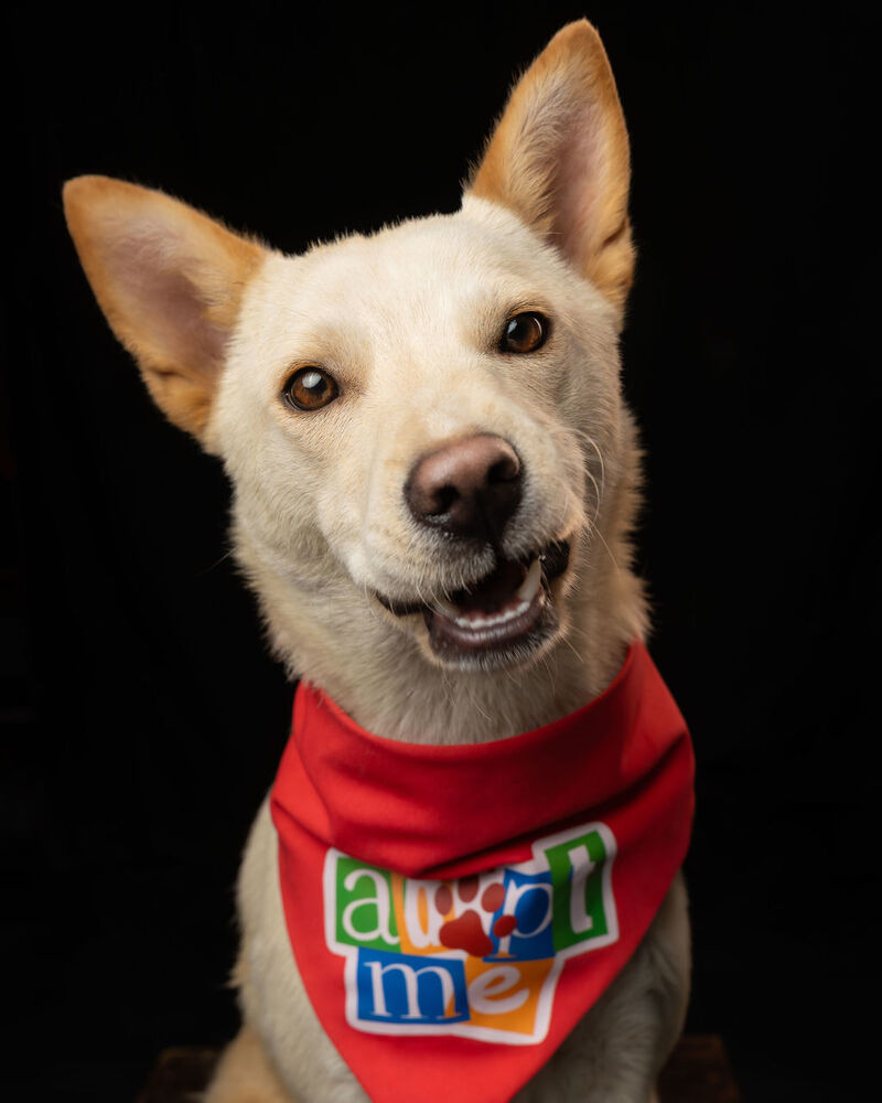 TAY TAY, an adoptable Jindo in Langley, BC, V2Y 3K1 | Photo Image 1