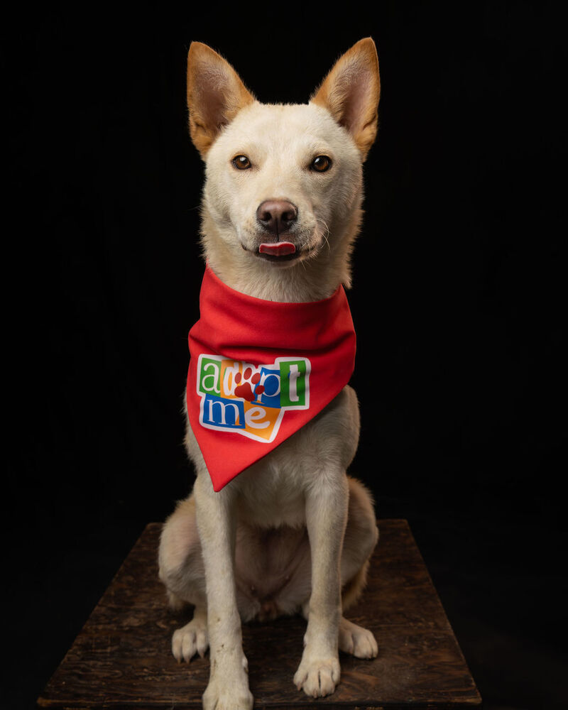 TAY TAY, an adoptable Jindo in Langley, BC, V2Y 3K1 | Photo Image 2