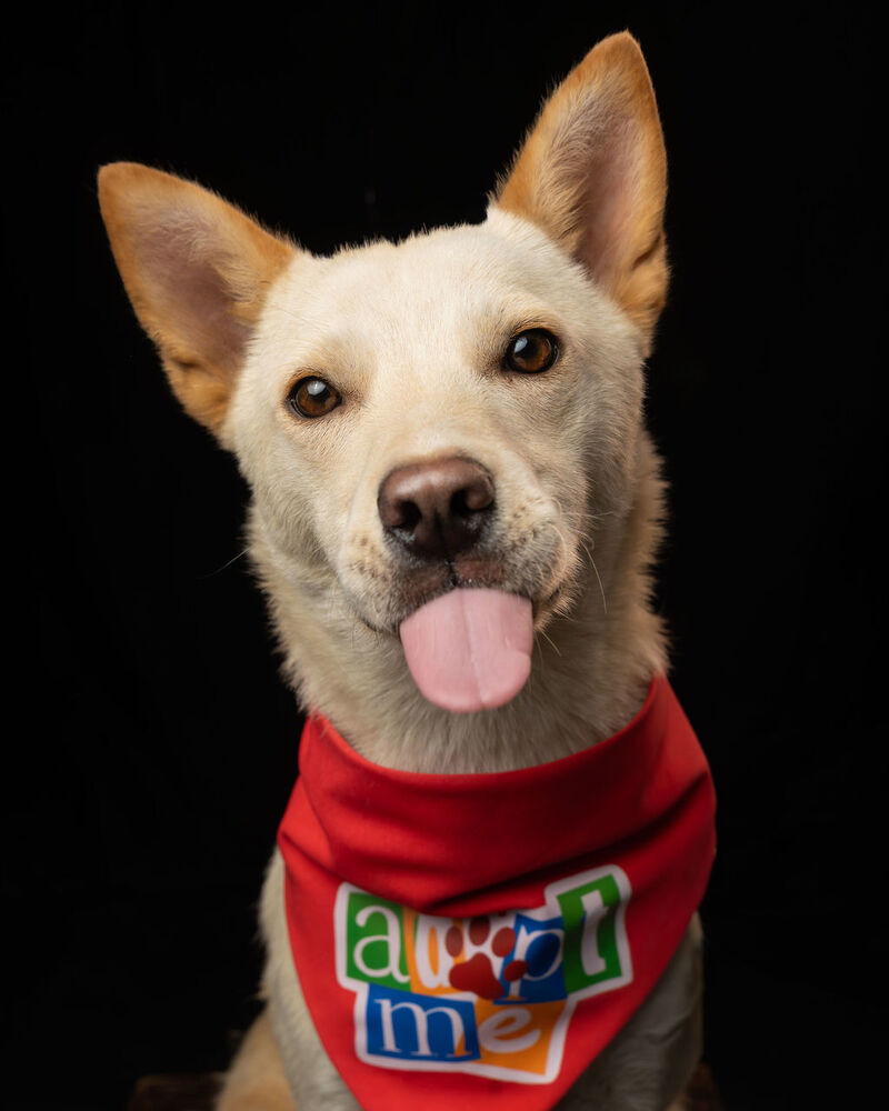 TAY TAY, an adoptable Jindo in Langley, BC, V2Y 3K1 | Photo Image 3