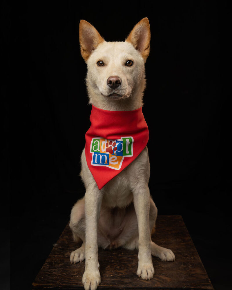 TAY TAY, an adoptable Jindo in Langley, BC, V2Y 3K1 | Photo Image 4