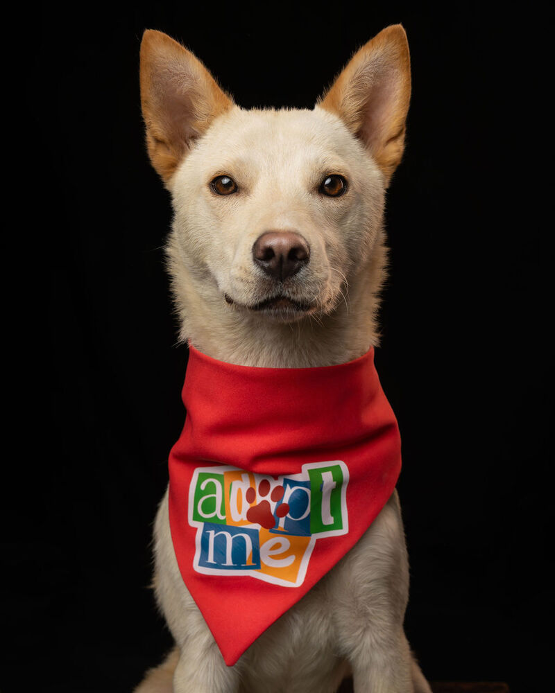 TAY TAY, an adoptable Jindo in Langley, BC, V2Y 3K1 | Photo Image 5