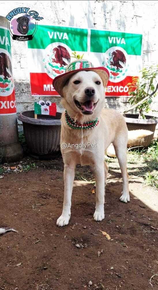 TAY TAY, an adoptable Jindo in Langley, BC, V2Y 3K1 | Photo Image 6