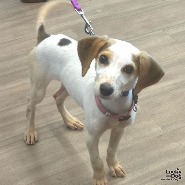 Cherry Pie thumbnail 2