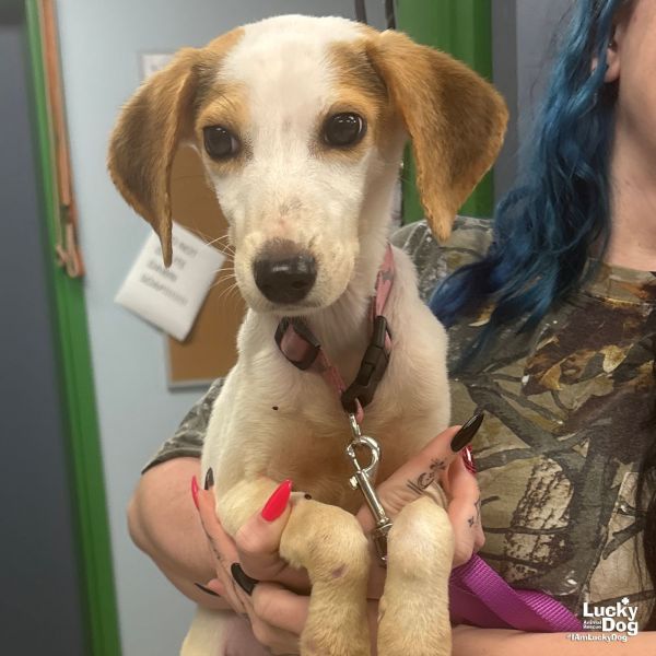 Cherry Pie thumbnail 3