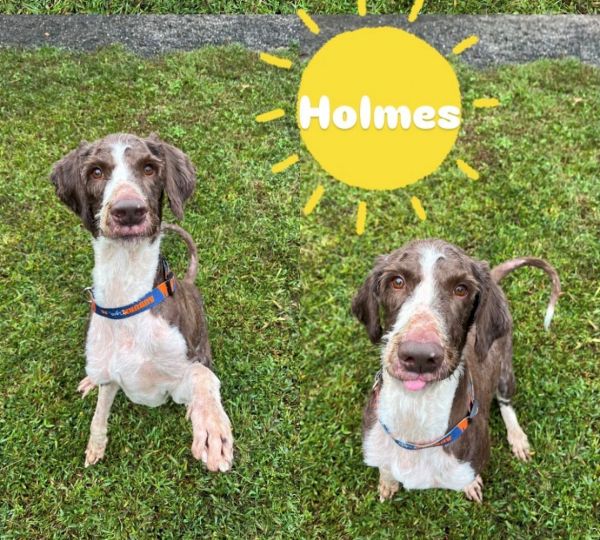 Holmes Scas thumbnail 3