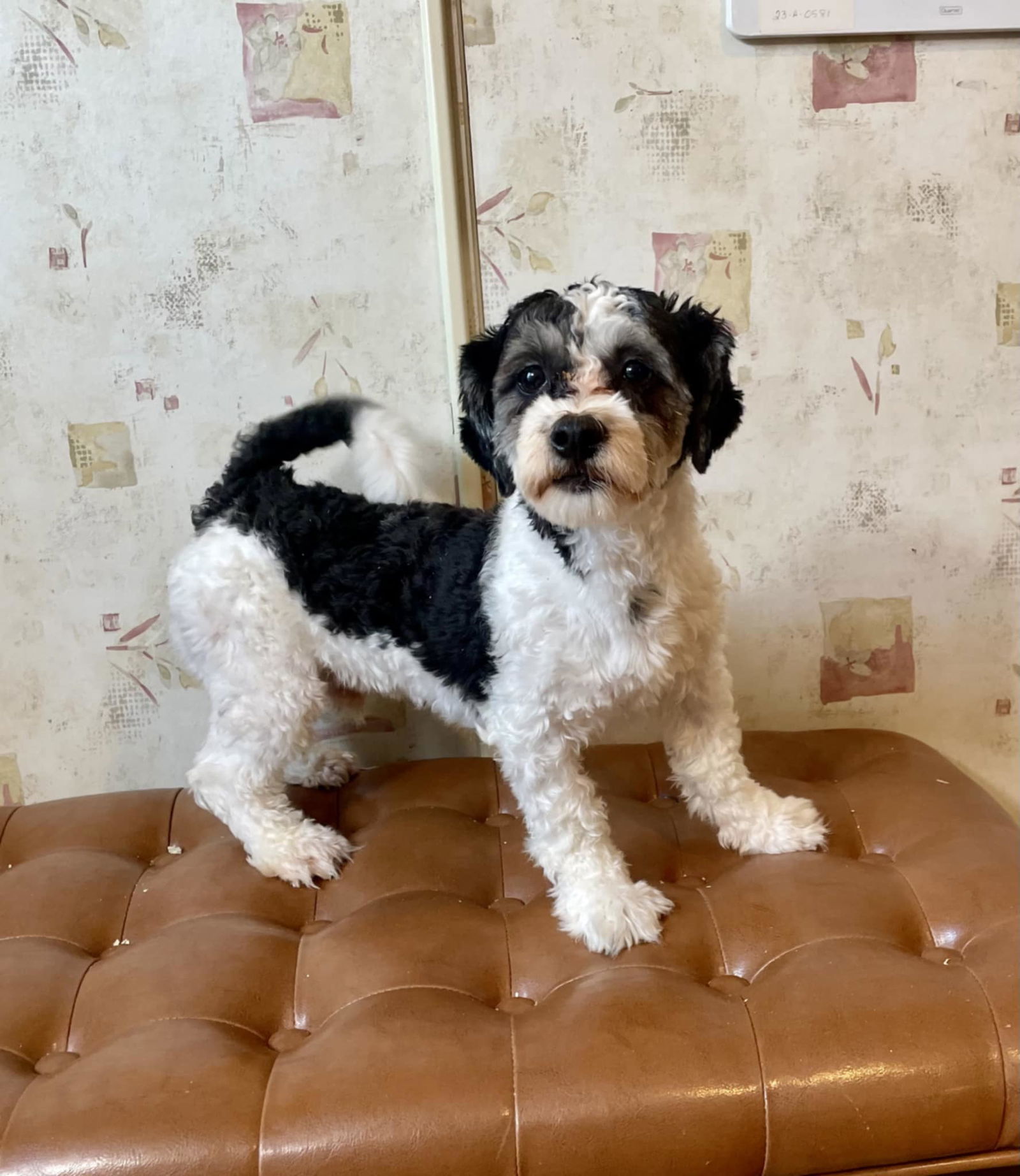 Moses, an adoptable Havanese, Shih Tzu in Berwick, PA, 18603 | Photo Image 1