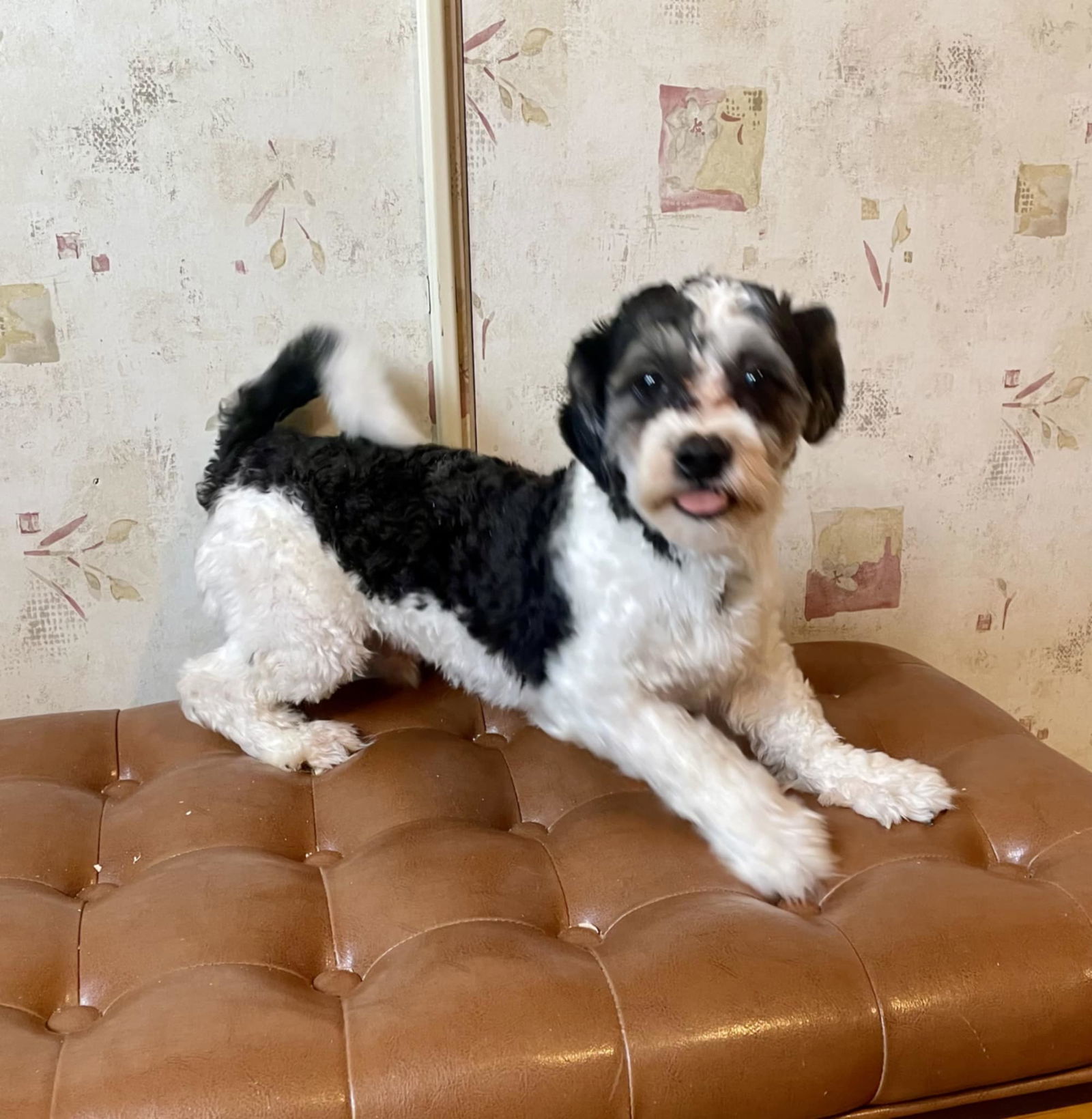 Moses, an adoptable Havanese, Shih Tzu in Berwick, PA, 18603 | Photo Image 2