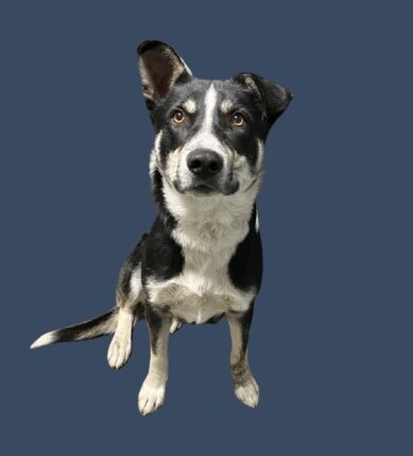 Mac, an adoptable McNab, Australian Cattle Dog / Blue Heeler in Hollister, CA, 95023 | Photo Image 1