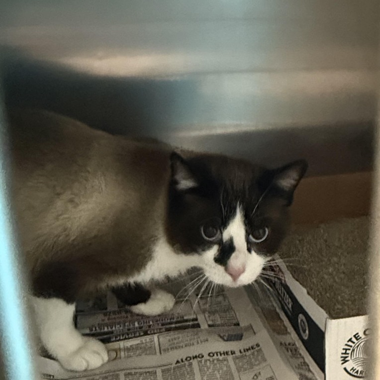 Sushi, an adoptable Domestic Short Hair in Cheyenne, WY, 82007 | Photo Image 1