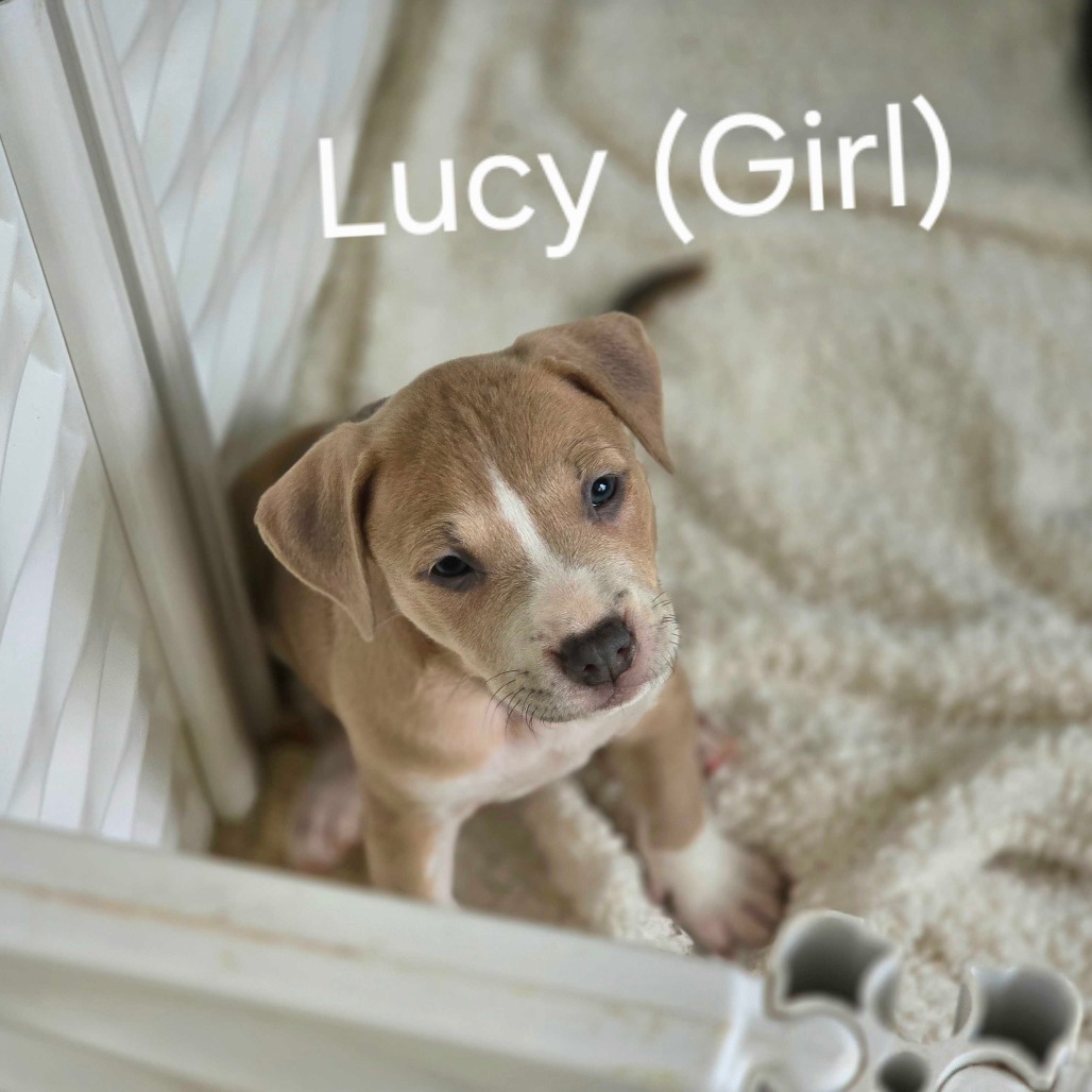 Lucy
