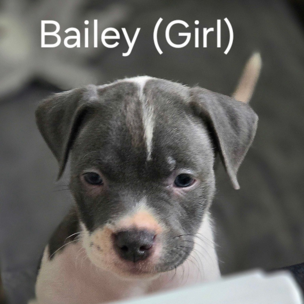 Bailey