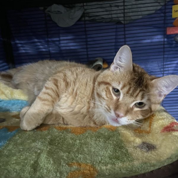 Garfield thumbnail 2