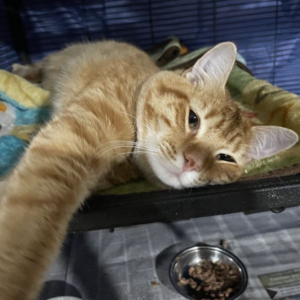 Garfield thumbnail 3