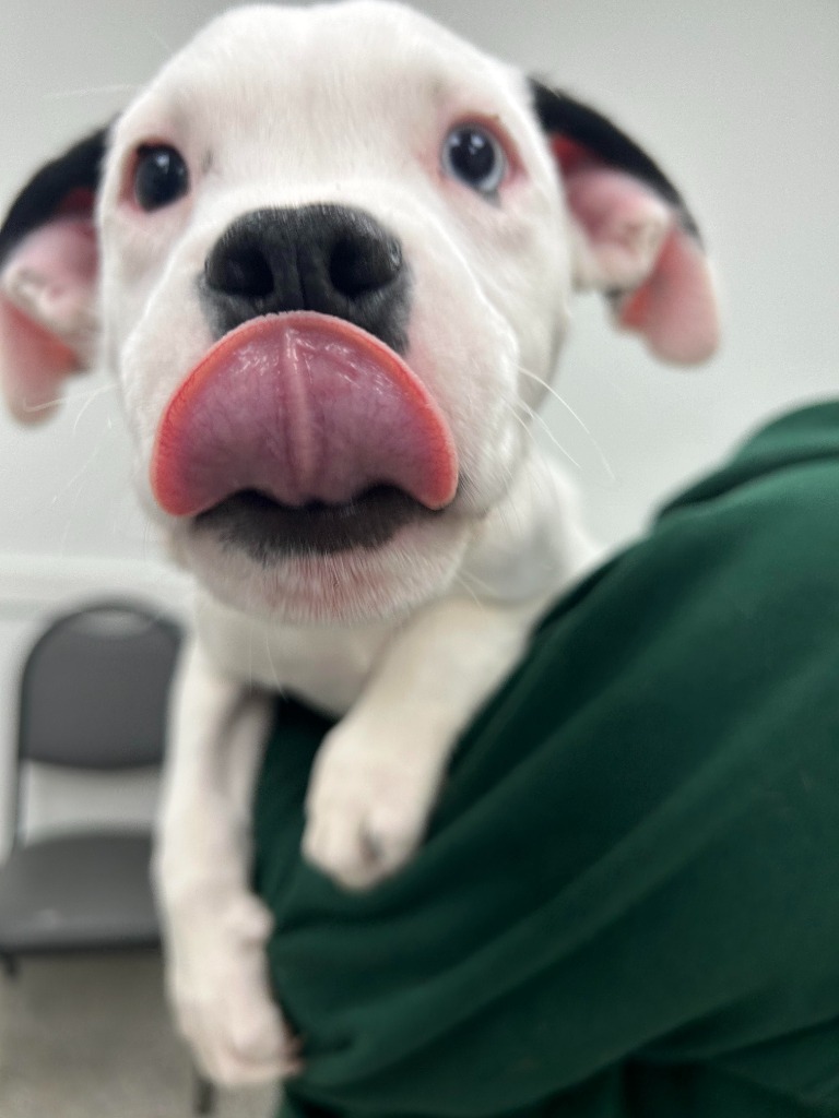 Mojo
