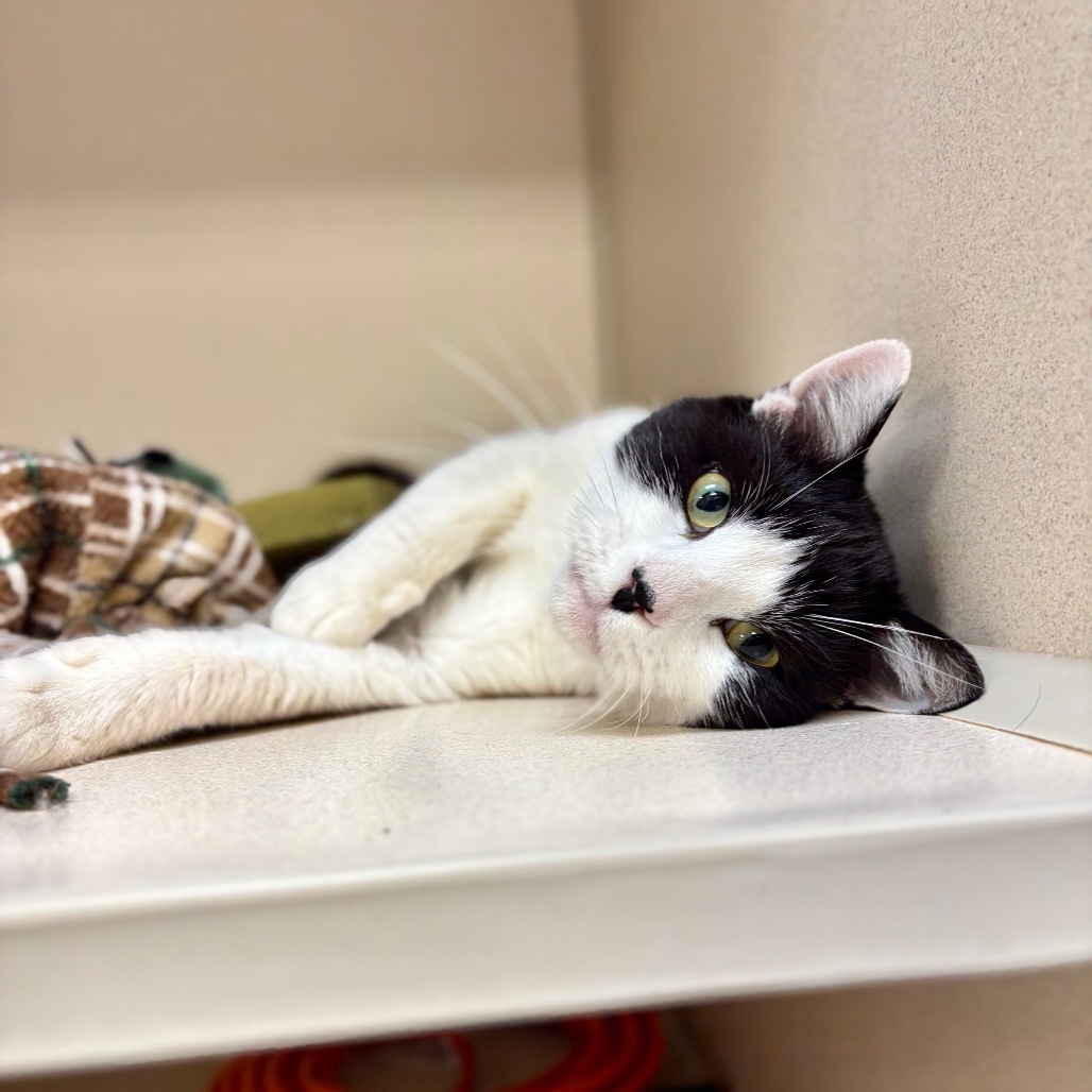Chip Chip, an adoptable Domestic Short Hair in Great Falls, MT, 59404 | Photo Image 1