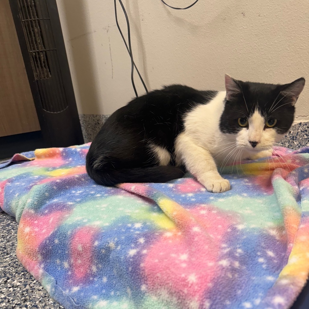 Chip Chip, an adoptable Domestic Short Hair in Great Falls, MT, 59404 | Photo Image 2