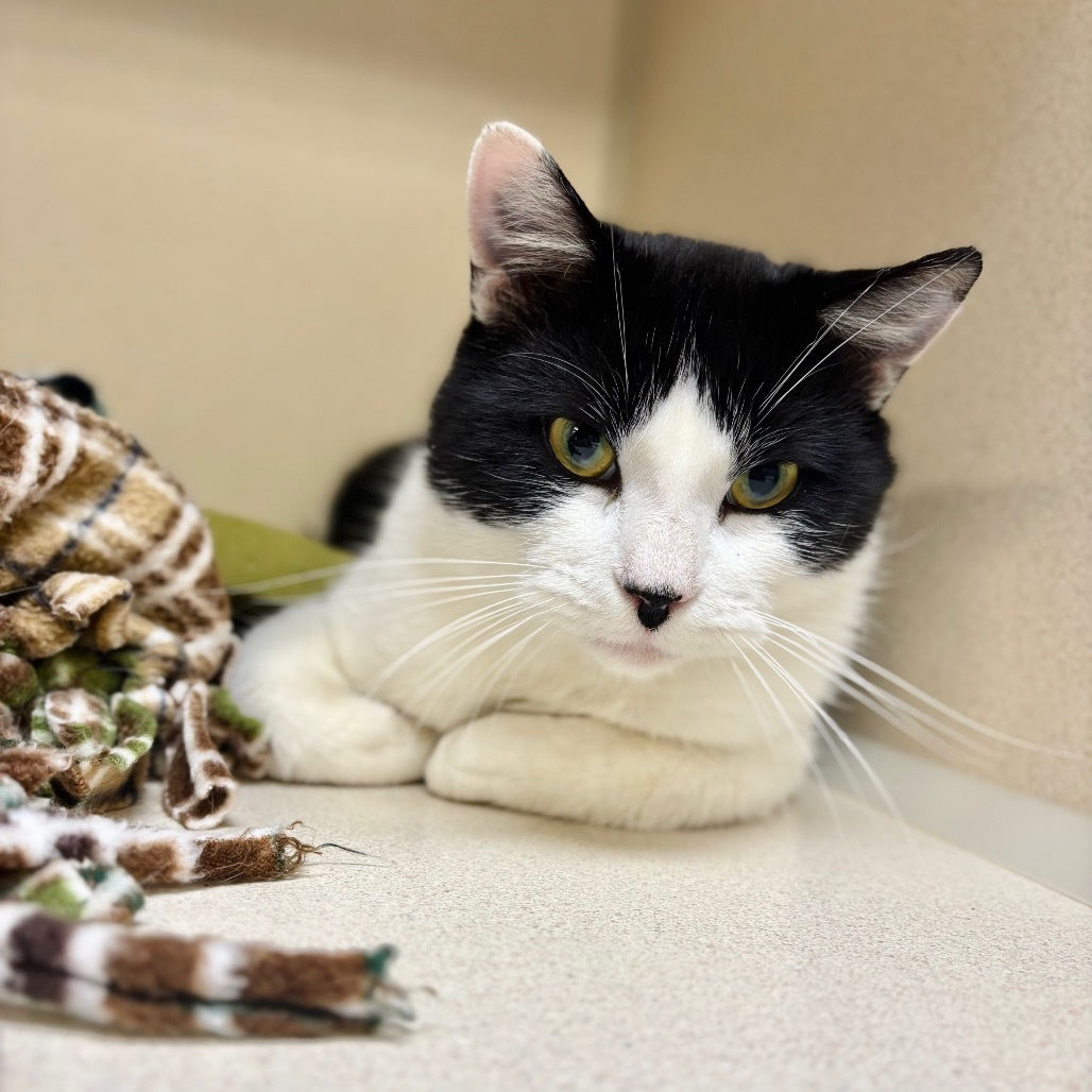 Chip Chip, an adoptable Domestic Short Hair in Great Falls, MT, 59404 | Photo Image 3