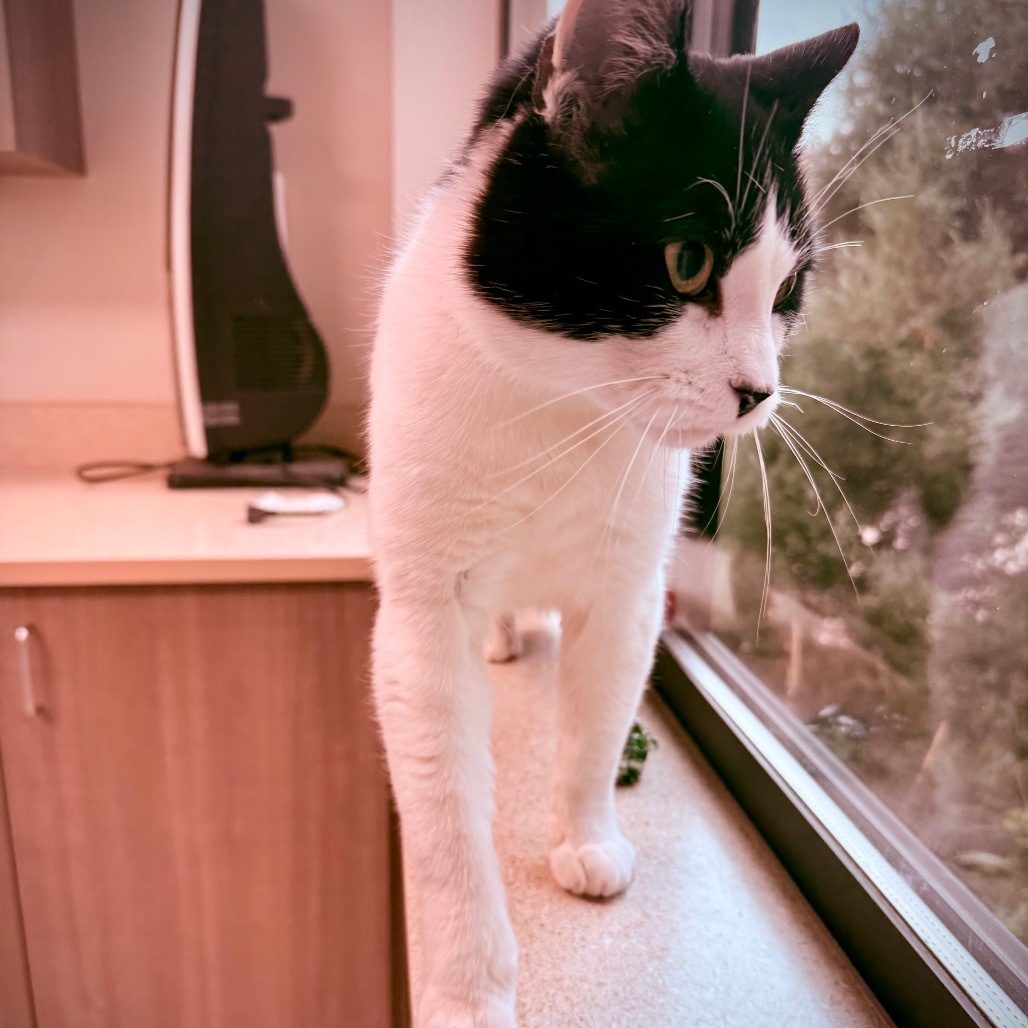 Chip Chip, an adoptable Domestic Short Hair in Great Falls, MT, 59404 | Photo Image 4