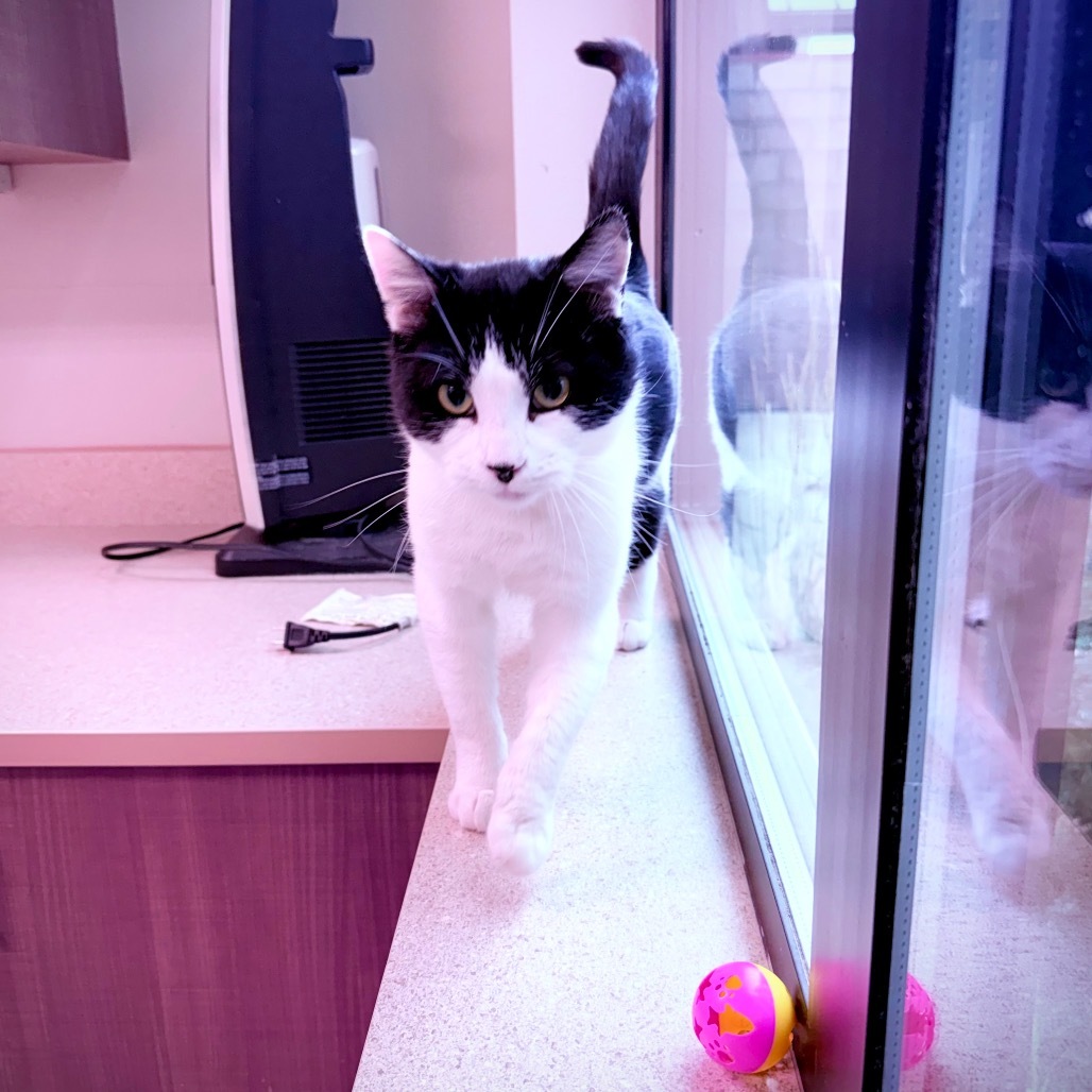 Chip Chip, an adoptable Domestic Short Hair in Great Falls, MT, 59404 | Photo Image 5