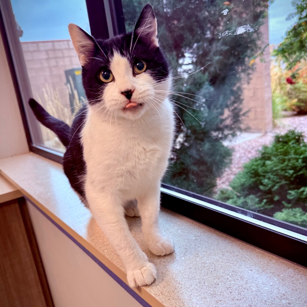 Chip Chip, an adoptable Domestic Short Hair in Great Falls, MT, 59404 | Photo Image 6