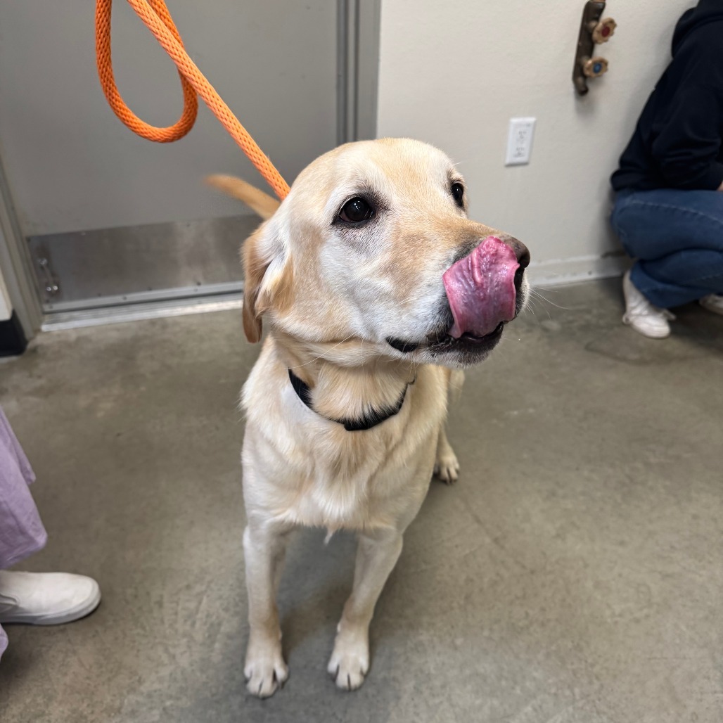 Jax, an adoptable Golden Retriever, Yellow Labrador Retriever in Cody, WY, 82414 | Photo Image 2
