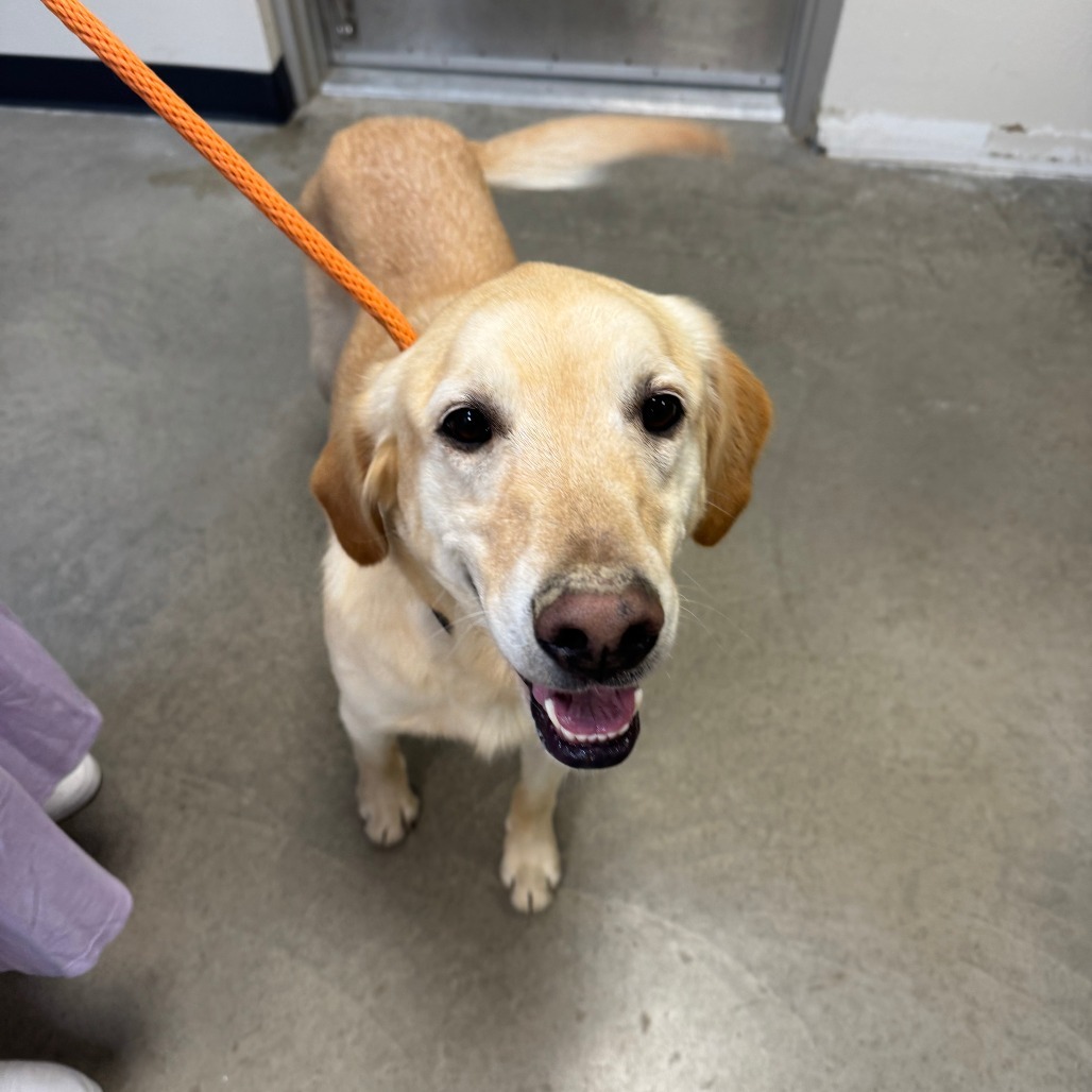 Jax, an adoptable Golden Retriever, Yellow Labrador Retriever in Cody, WY, 82414 | Photo Image 3