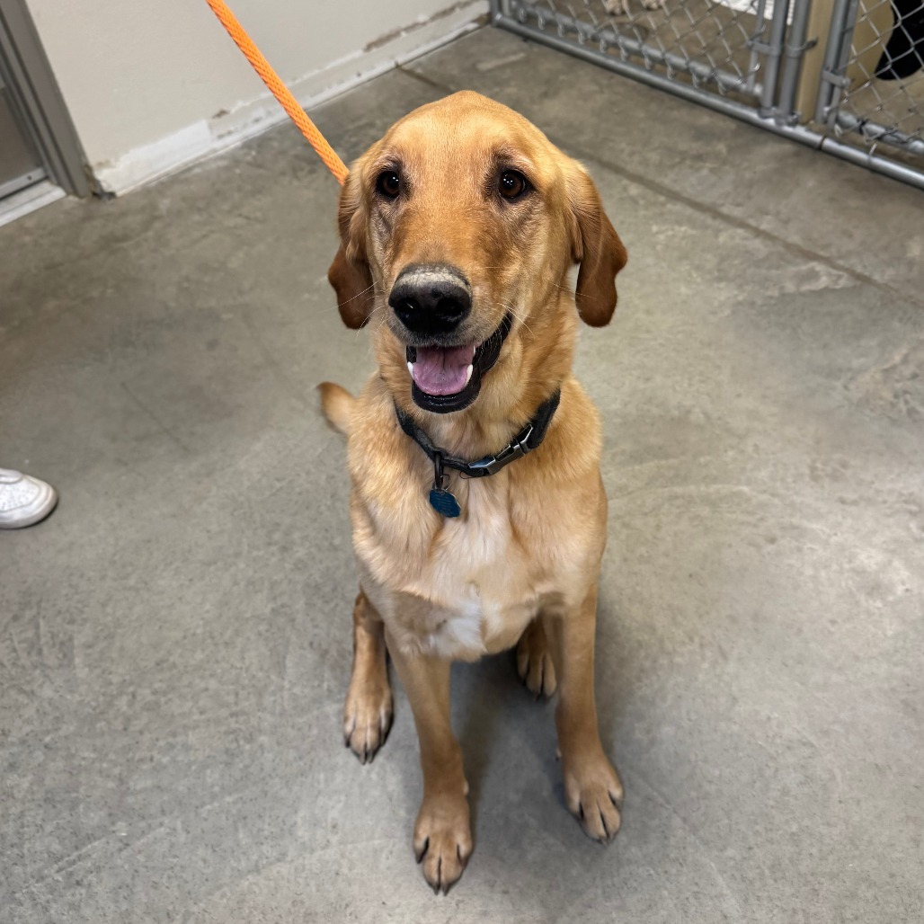 Arley, an adoptable Golden Retriever, Yellow Labrador Retriever in Cody, WY, 82414 | Photo Image 2