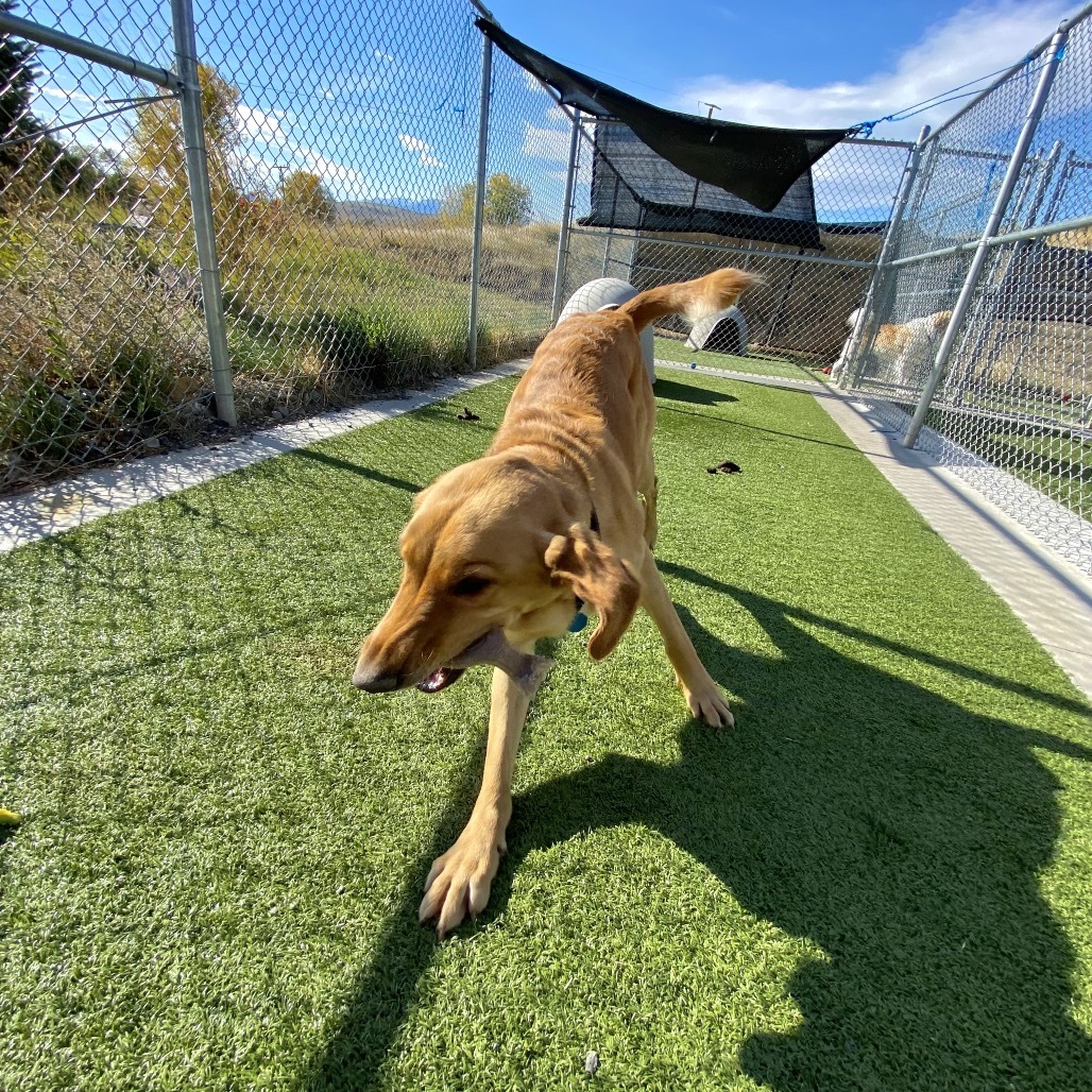 Arley, an adoptable Golden Retriever, Yellow Labrador Retriever in Cody, WY, 82414 | Photo Image 3