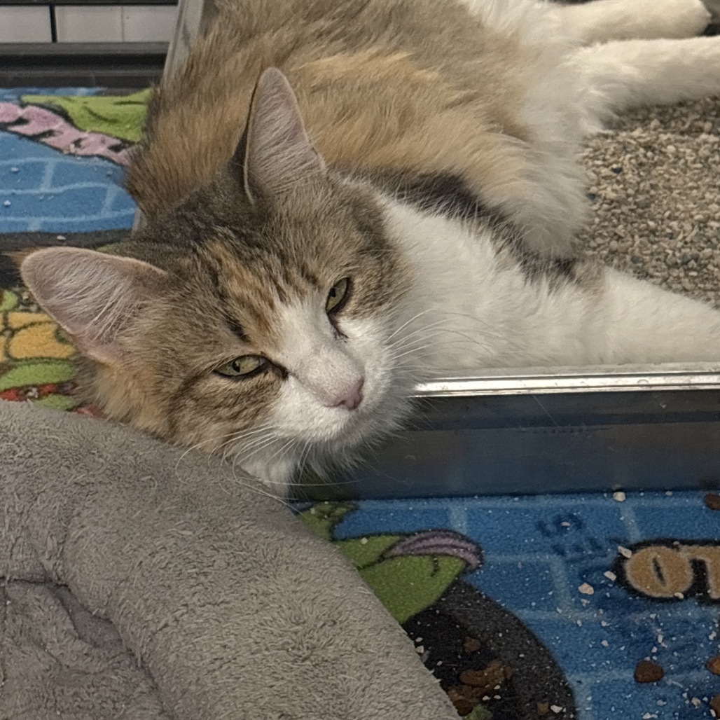 Sophie (25-3L-Mom), an adoptable Domestic Medium Hair in Rifle, CO, 81650 | Photo Image 1