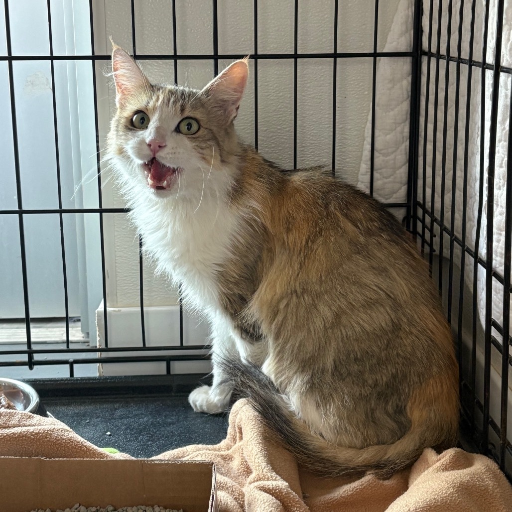 Sophie (25-3L-Mom), an adoptable Domestic Medium Hair in Rifle, CO, 81650 | Photo Image 2