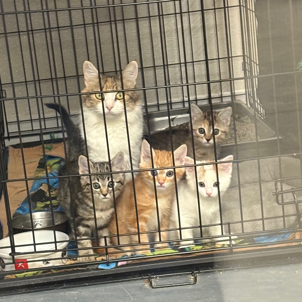 Sophie (25-3L-Mom), an adoptable Domestic Medium Hair in Rifle, CO, 81650 | Photo Image 3