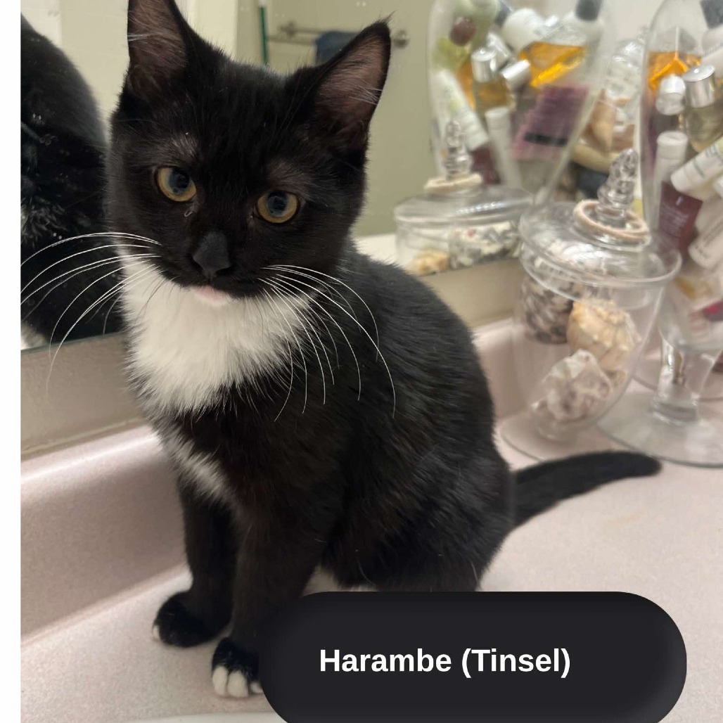 Harambe (Tinsel) Swenson