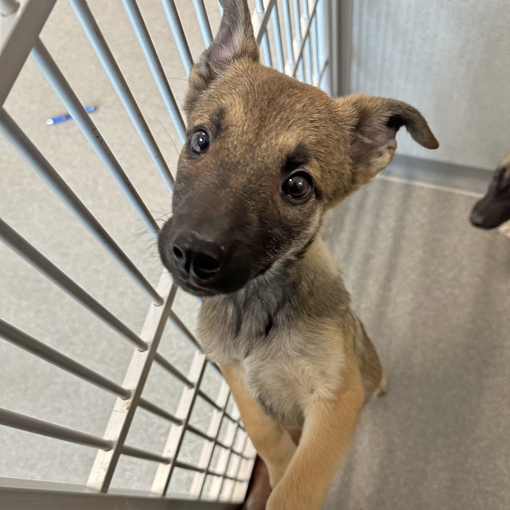 Boots, an adoptable Mixed Breed in Hailey, ID, 83333 | Photo Image 1