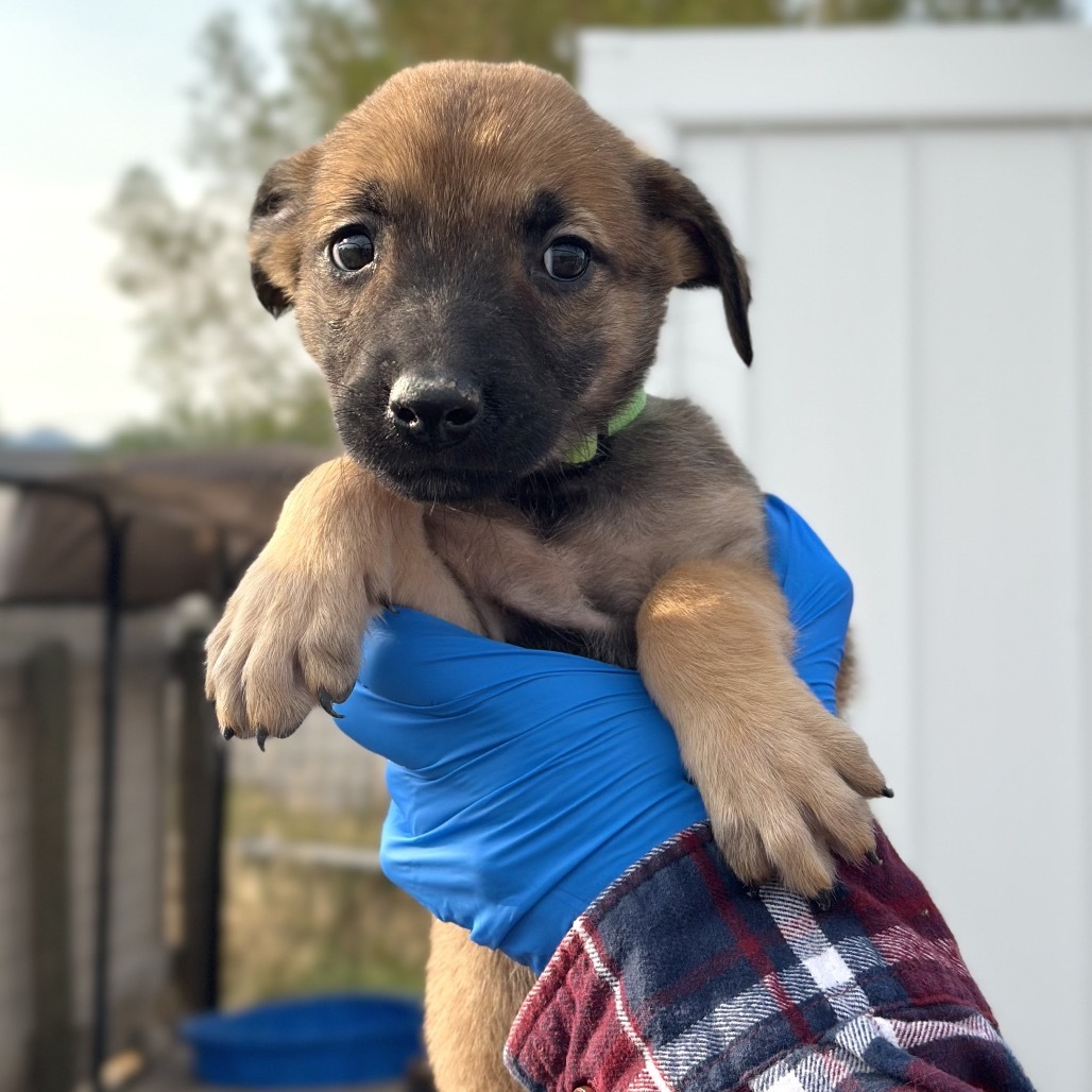 Boots, an adoptable Mixed Breed in Hailey, ID, 83333 | Photo Image 2