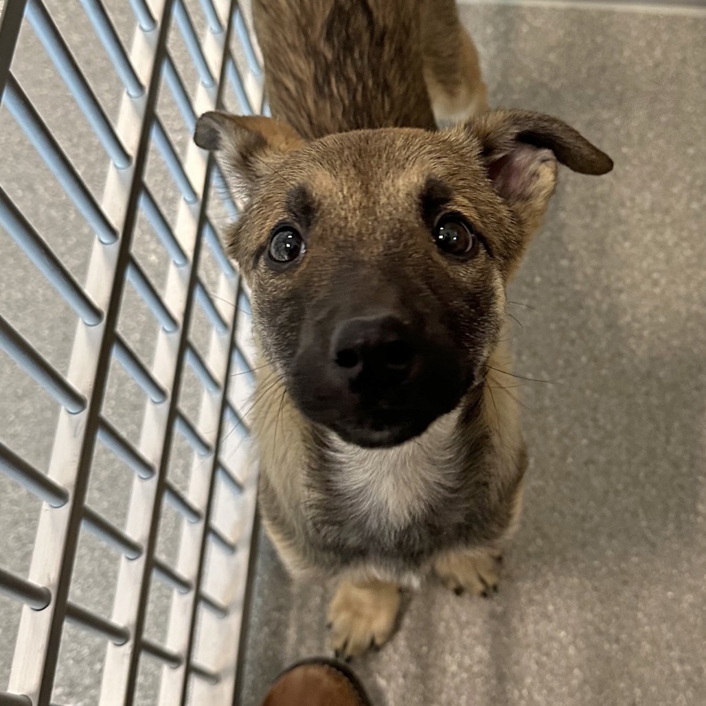 Boots, an adoptable Mixed Breed in Hailey, ID, 83333 | Photo Image 4