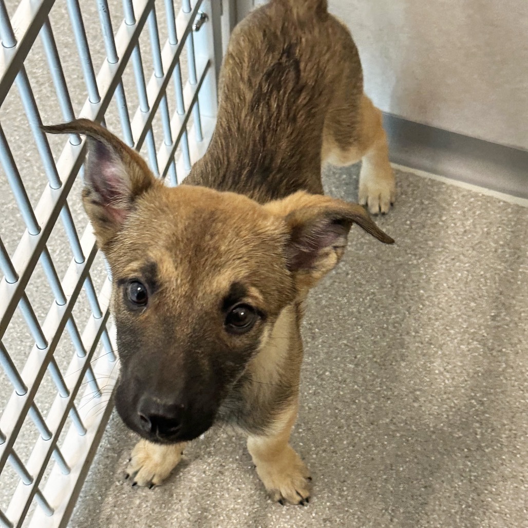 Boots, an adoptable Mixed Breed in Hailey, ID, 83333 | Photo Image 6