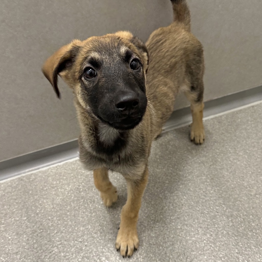 Doc Martin, an adoptable Mixed Breed in Hailey, ID, 83333 | Photo Image 1