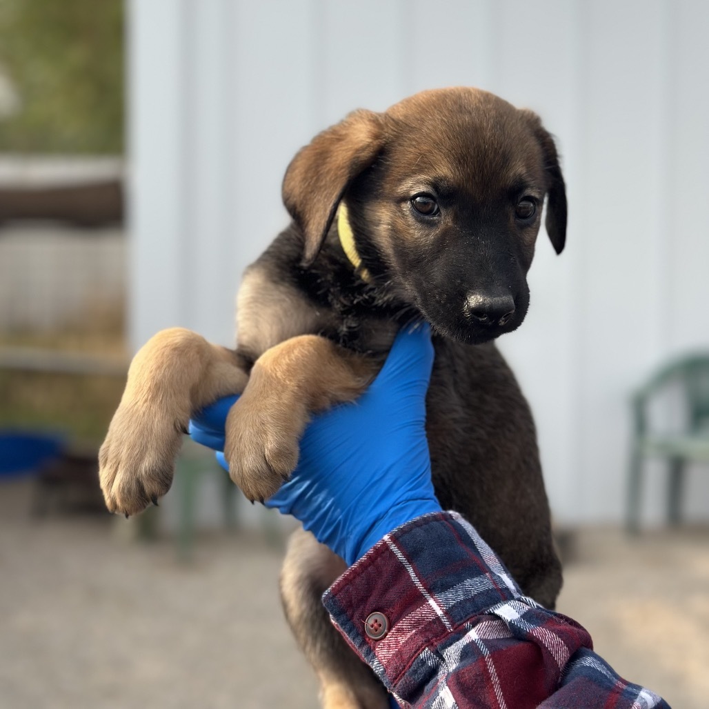 Doc Martin, an adoptable Mixed Breed in Hailey, ID, 83333 | Photo Image 2