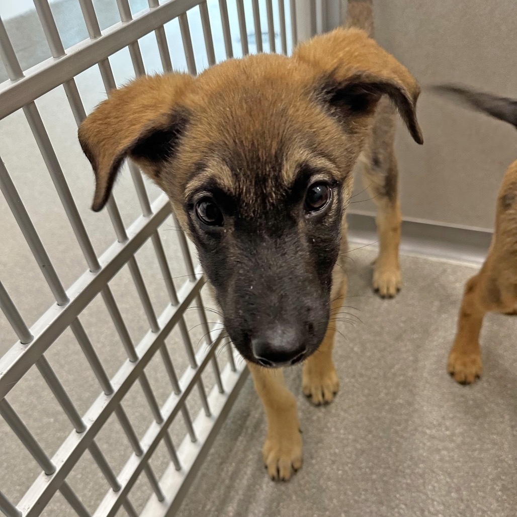 Doc Martin, an adoptable Mixed Breed in Hailey, ID, 83333 | Photo Image 3