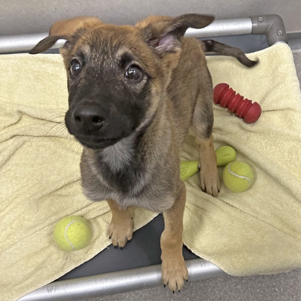 Doc Martin, an adoptable Mixed Breed in Hailey, ID, 83333 | Photo Image 4