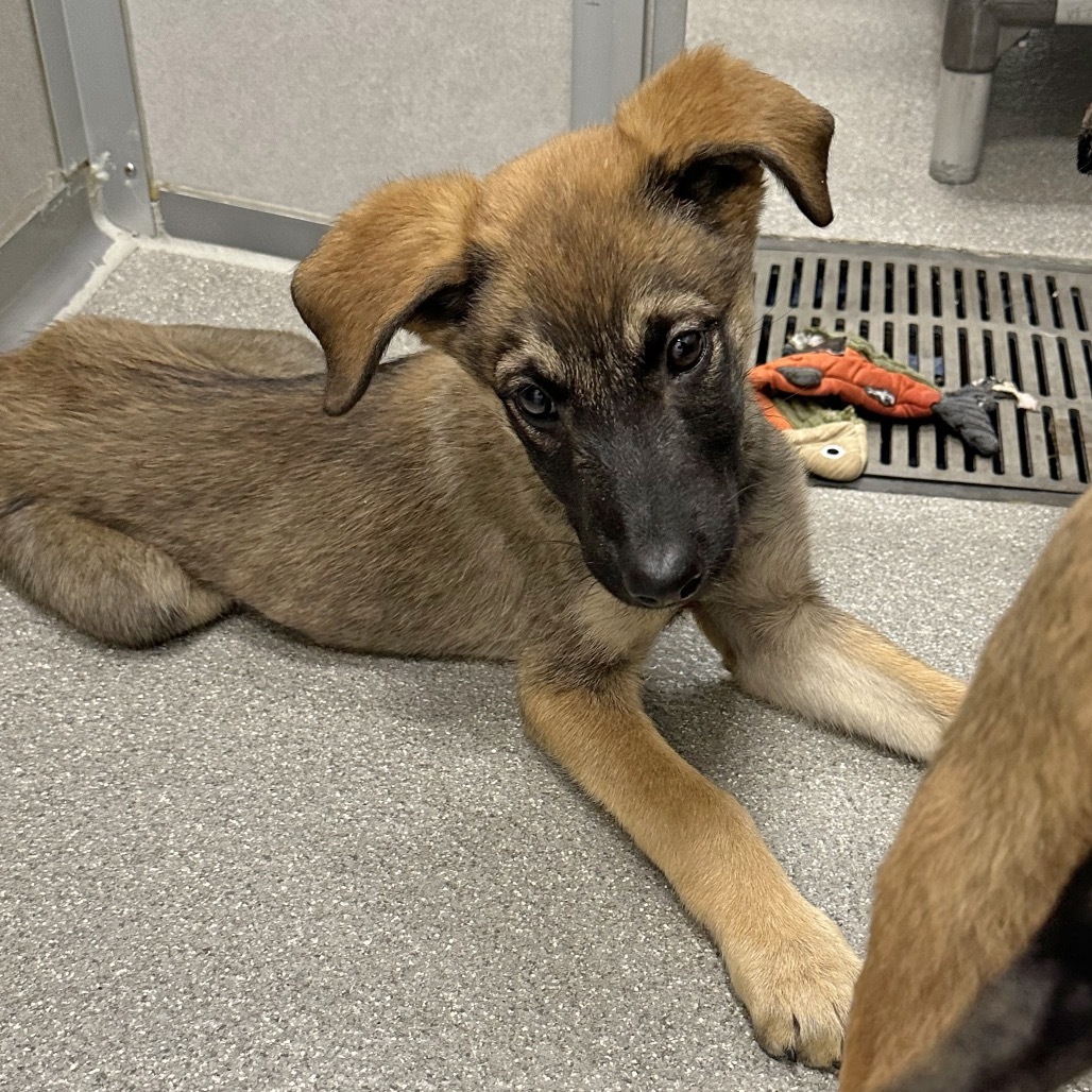 Doc Martin, an adoptable Mixed Breed in Hailey, ID, 83333 | Photo Image 5