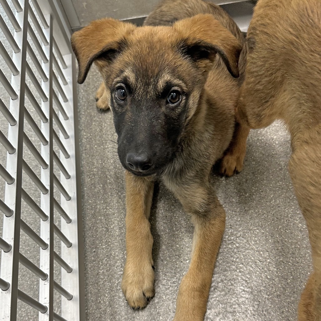 Doc Martin, an adoptable Mixed Breed in Hailey, ID, 83333 | Photo Image 6