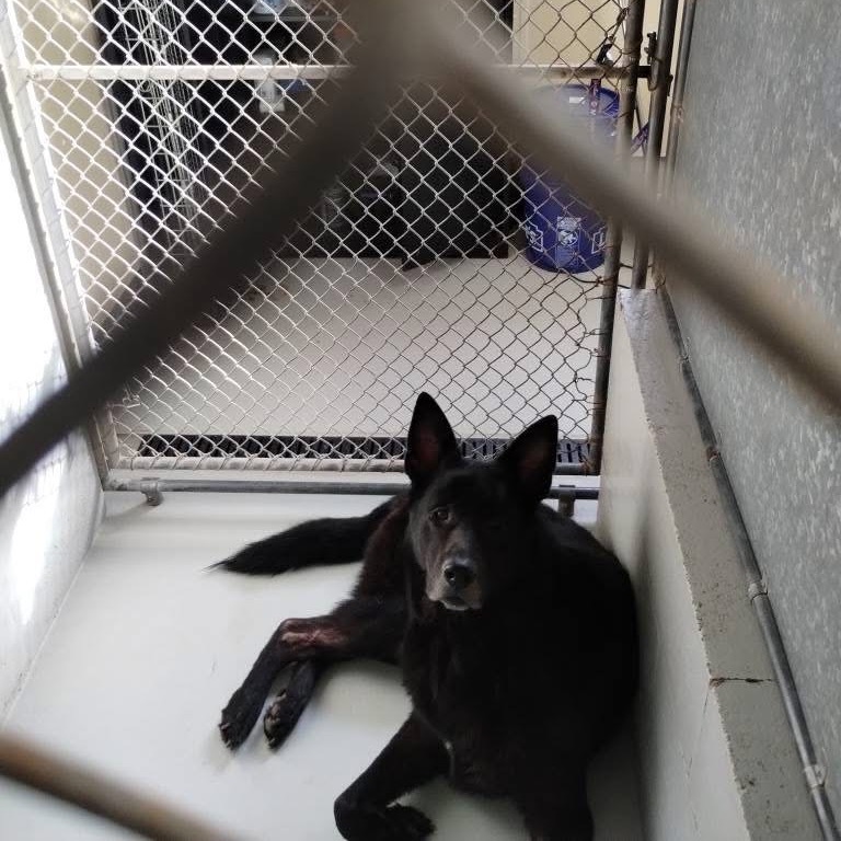 Gunner 146(Bonded to Dakota)