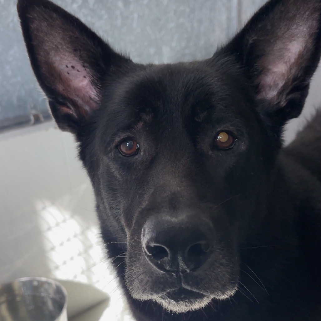 Gunner 146(Bonded to Dakota)