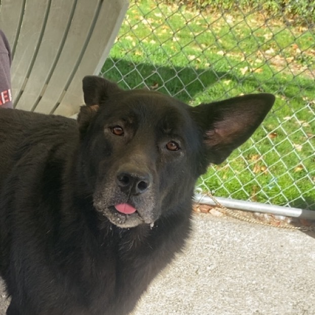 Gunner 146(Bonded to Dakota)