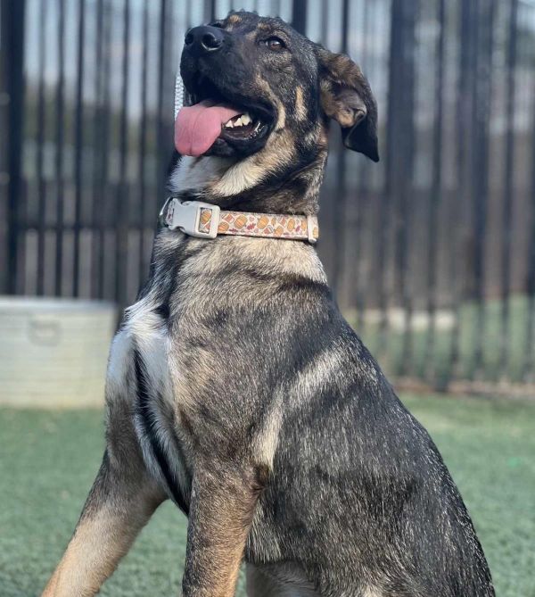 Francine thumbnail 3